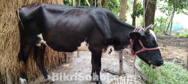 অস্ট্রেলিয়া ফিজিয়াম করস দুধের গরু